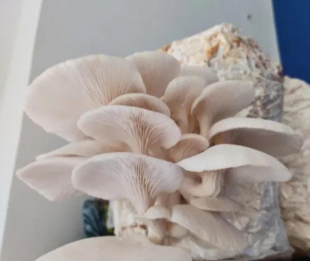 Fresh Oyester Mushroom